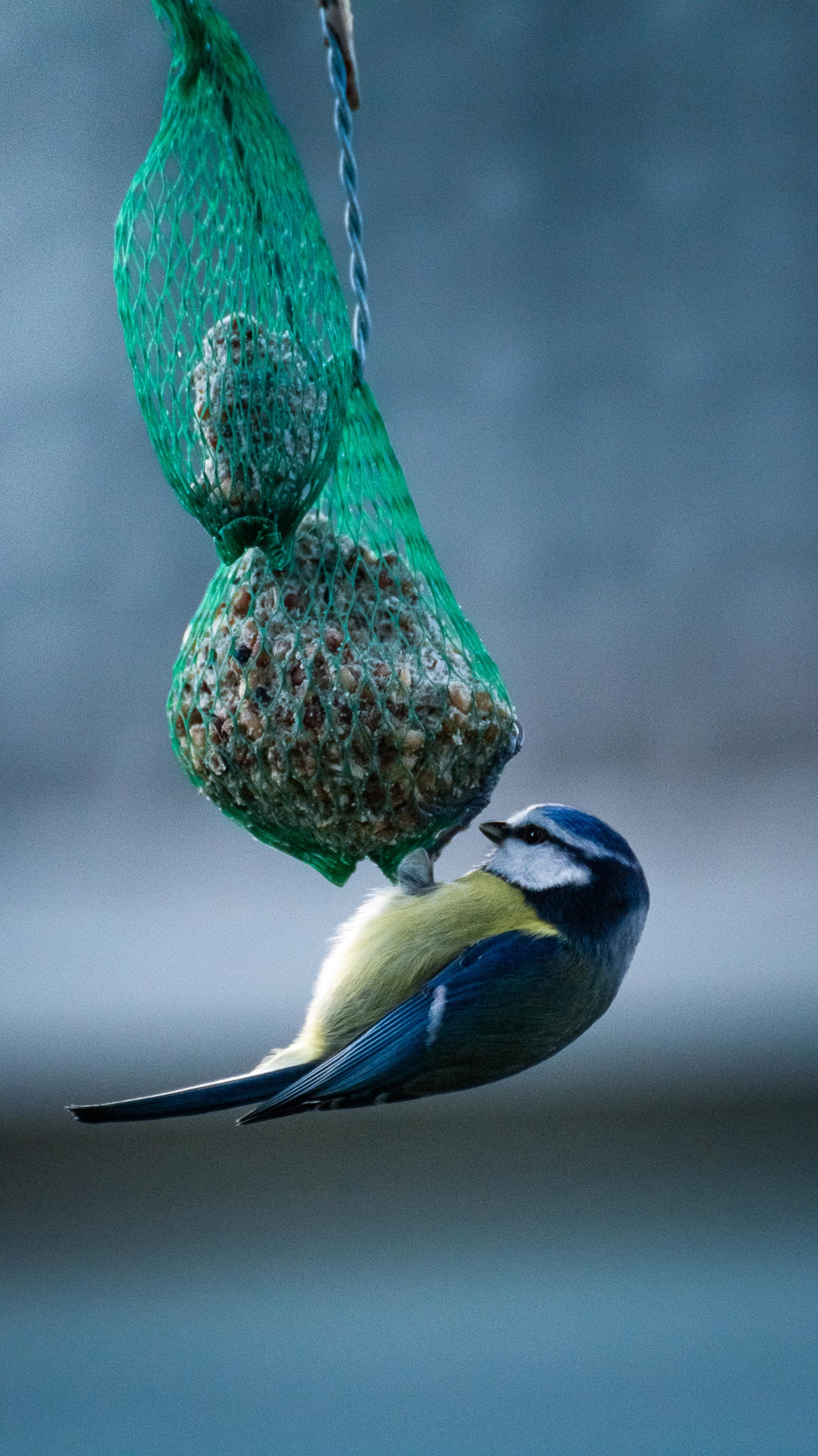 Comment vous pouvez aider les oiseaux en hiver