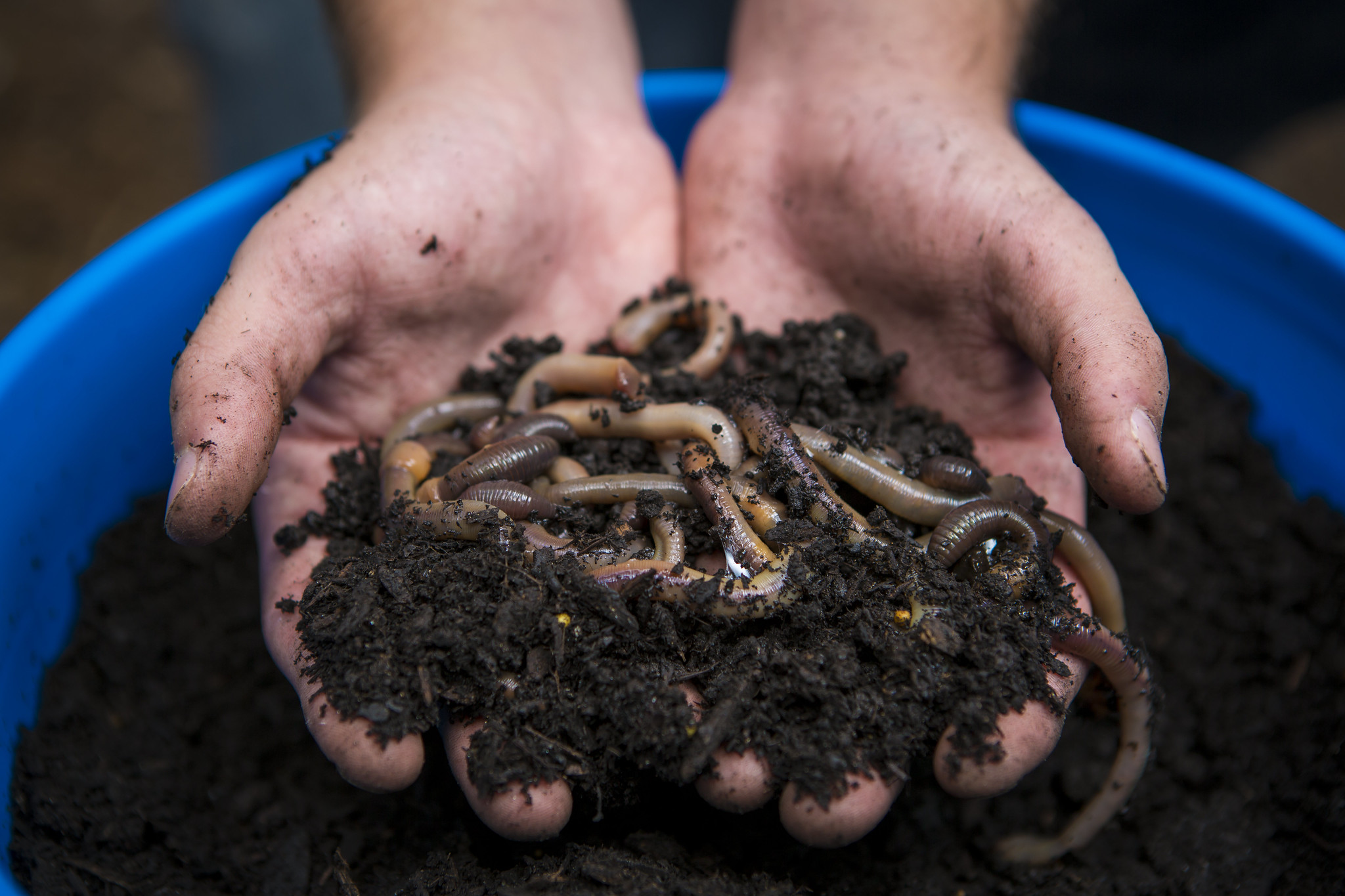 Compost : quelques astuces simples pour débuter